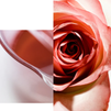 Apothecary Wild Rose Brightening Sleeping Facial